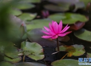 青岛：睡莲水中舞芳华